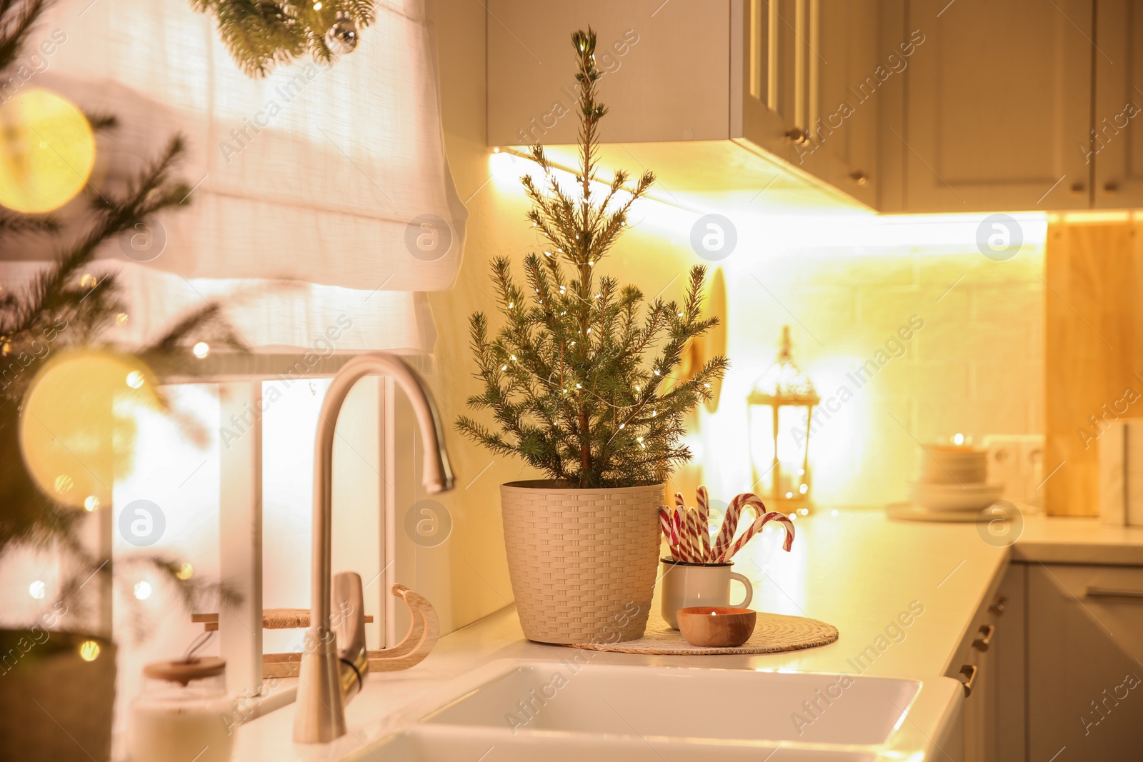 Photo of Beautiful kitchen decorated with potted firs. Interior design