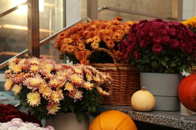 Many fresh chrysanthemum flowers in pots and pumpkins on stairs indoors