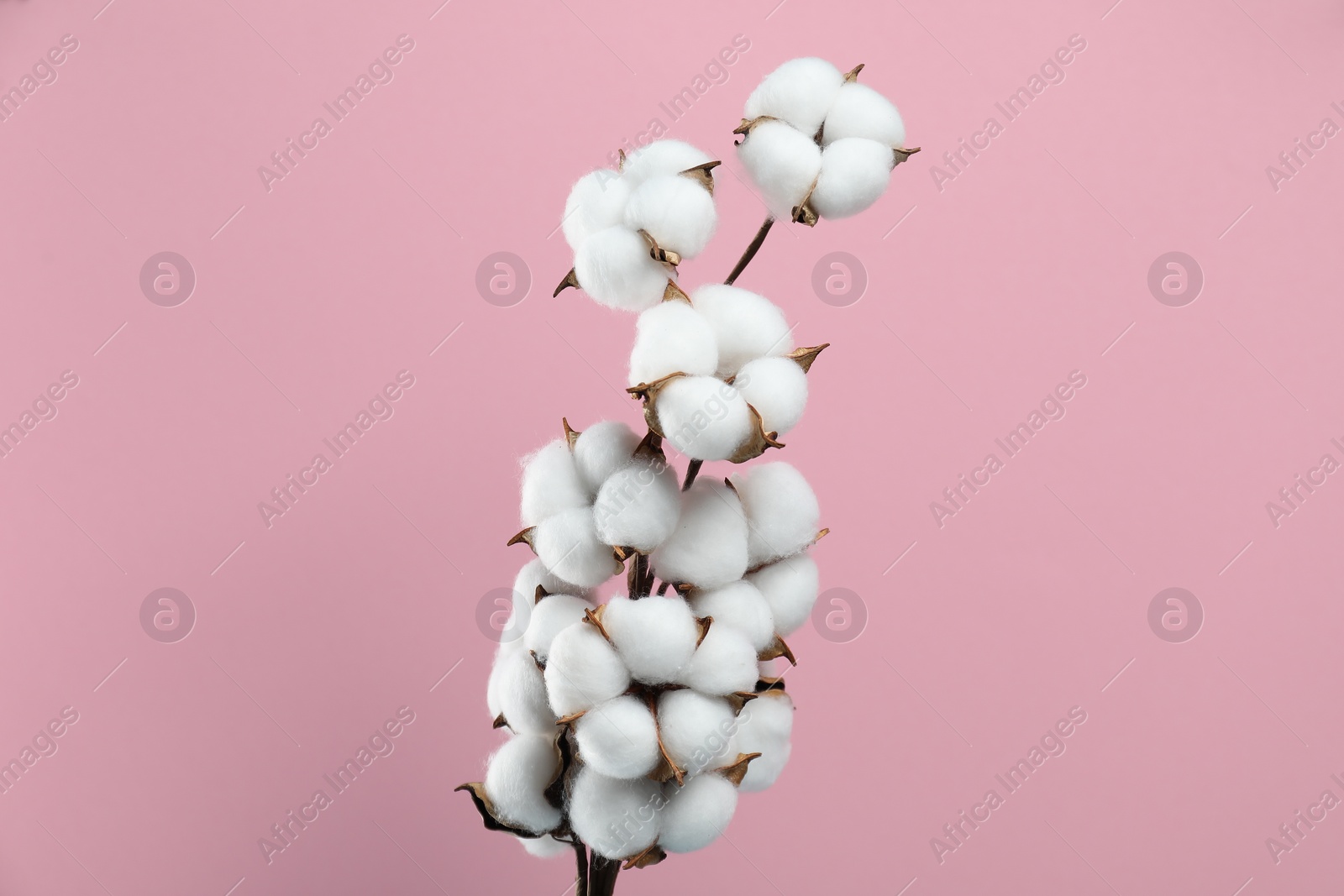 Photo of Beautiful cotton branch with fluffy flowers on pink background