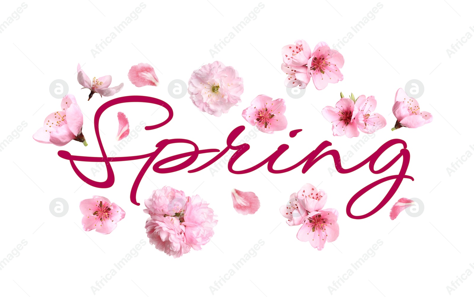 Image of Spring. Beautiful pink flowers on white background