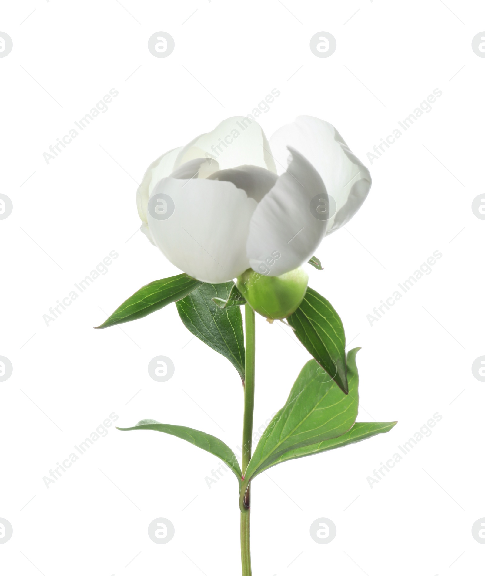 Photo of Beautiful blooming peony flower isolated on white