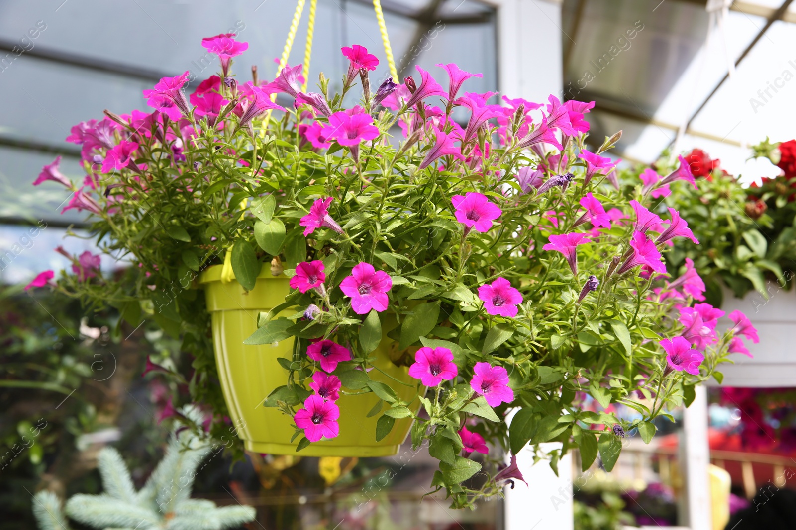 Photo of Beautiful petunia flowers in plant pot hanging outdoors