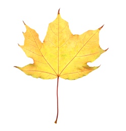 Photo of Beautiful autumn leaf on white background. Fall foliage