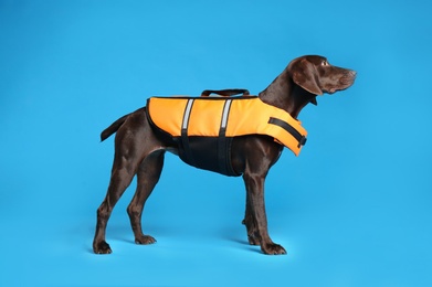 Photo of Dog rescuer in life vest on light blue background