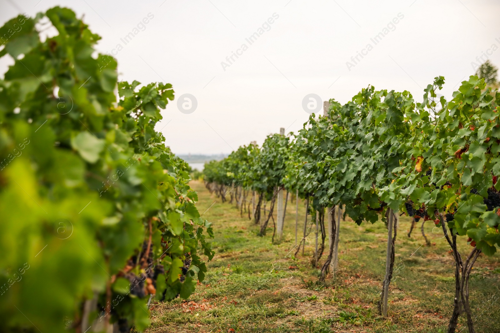 Photo of Beautiful view of vineyard with ripening grapes