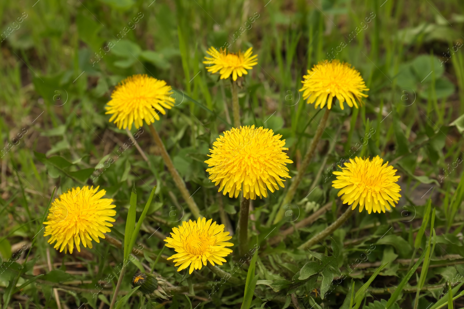 Photo of Beautiful yellow dandelion flowers growing outdoors, closeup