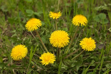 Photo of Beautiful yellow dandelion flowers growing outdoors, closeup