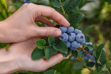 Woman picking up wild blueberries outdoors, closeup. Seasonal berries