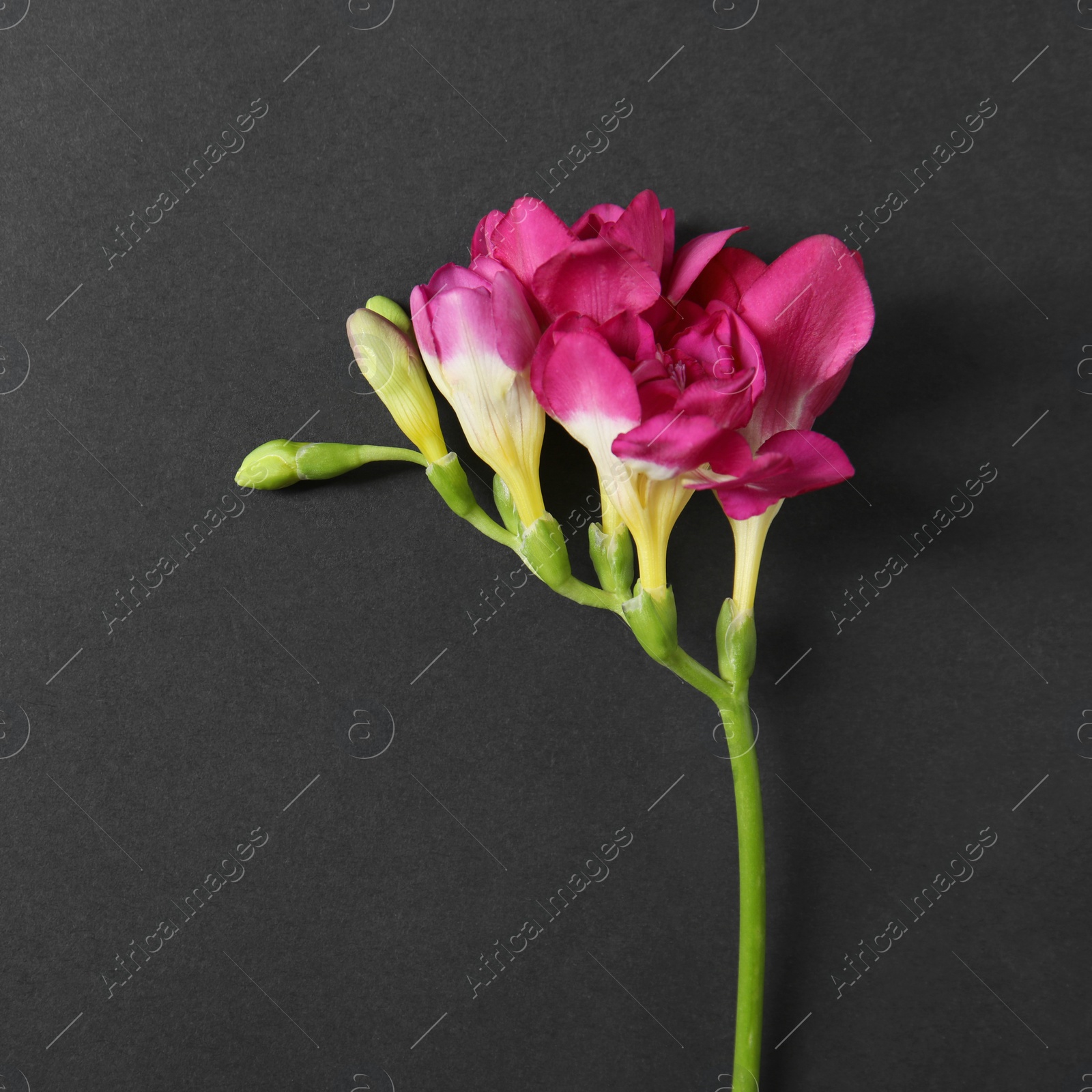 Photo of Beautiful bright freesia flower on dark background, top view