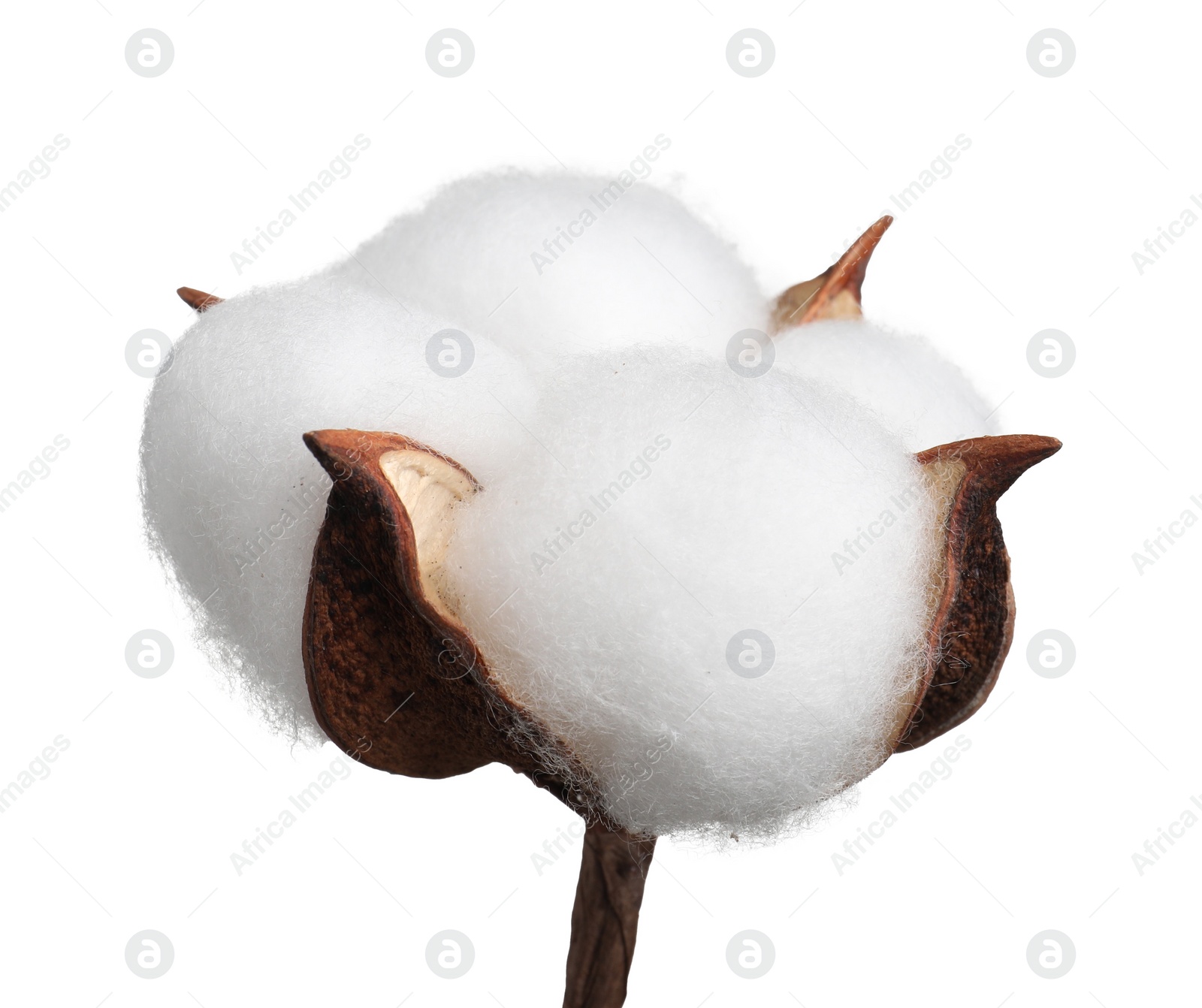 Photo of Beautiful fluffy cotton flower isolated on white