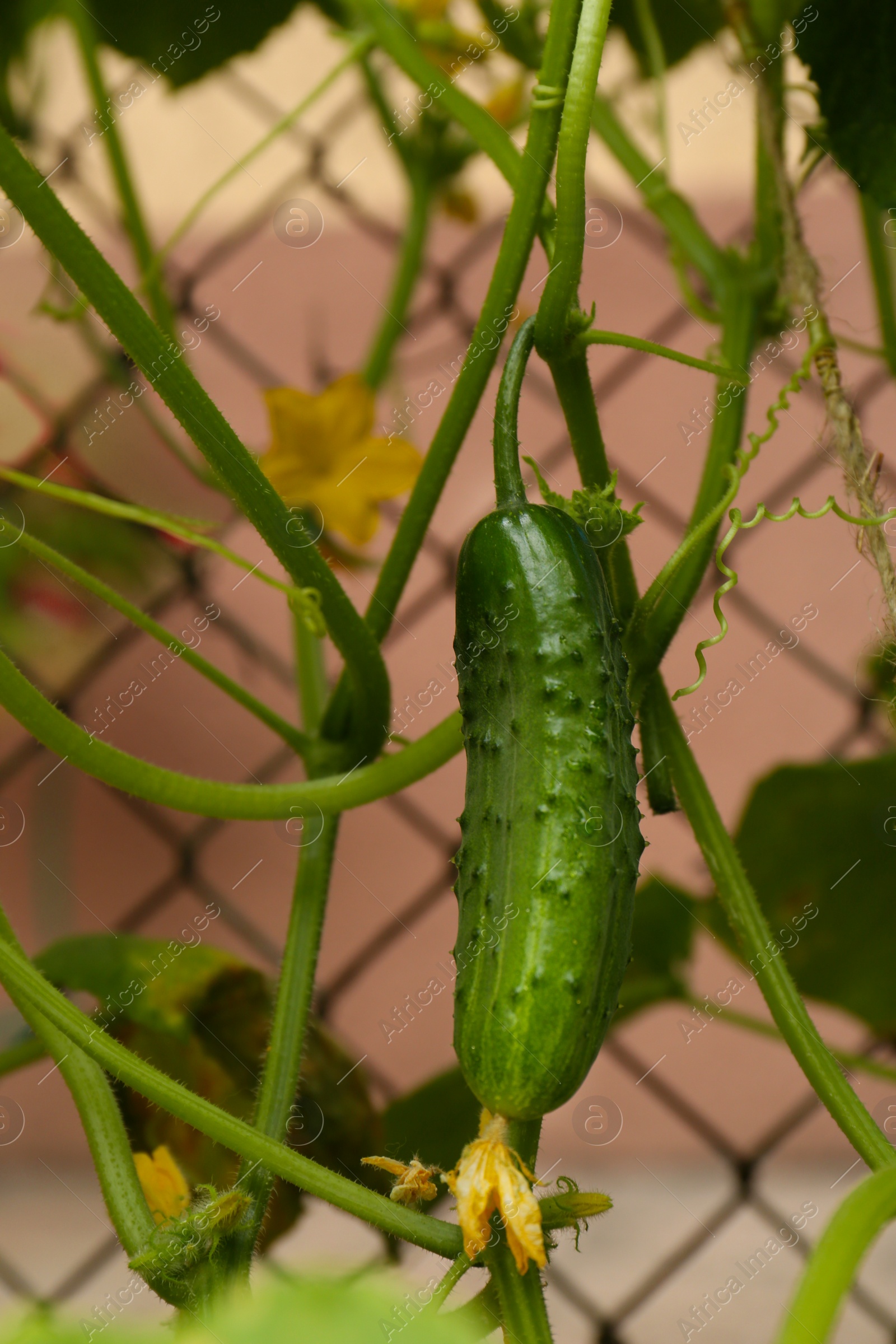 Photo of Cucumber ripening on bush near fence outdoors, closeup