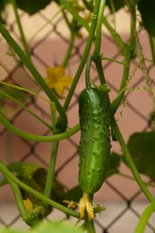 Cucumber ripening on bush near fence outdoors, closeup