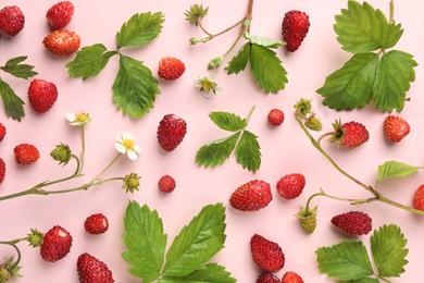 Many fresh wild strawberries, flowers and leaves on pink background, flat lay