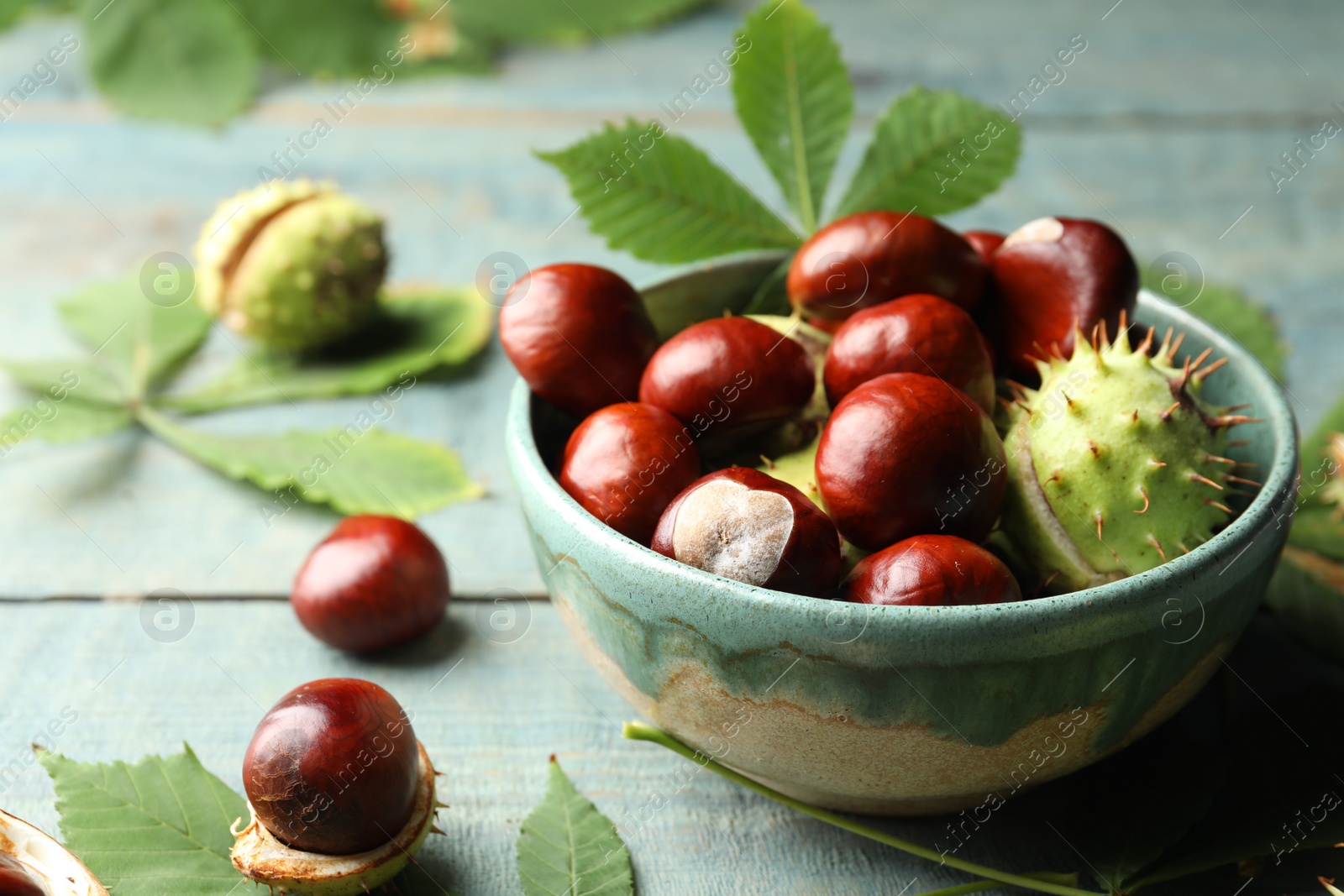 Photo of Horse chestnuts and leaves on blue wooden table