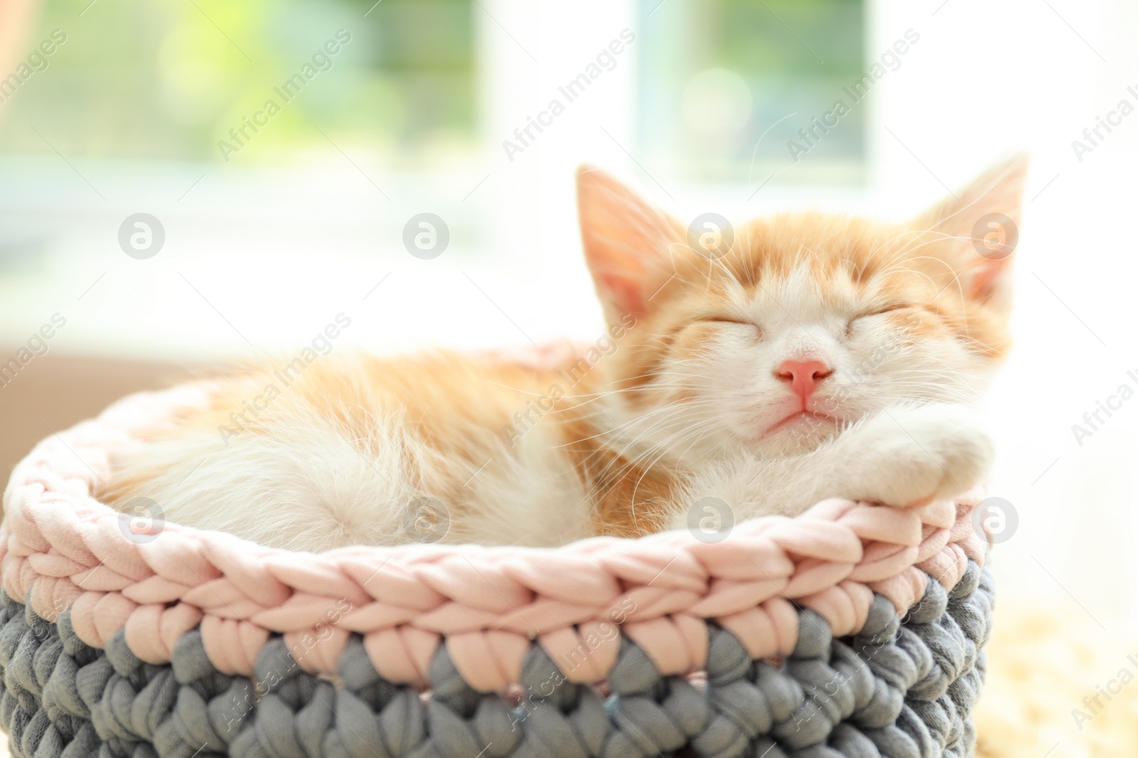 Photo of Cute little red kitten sleeping in knitted basket at home