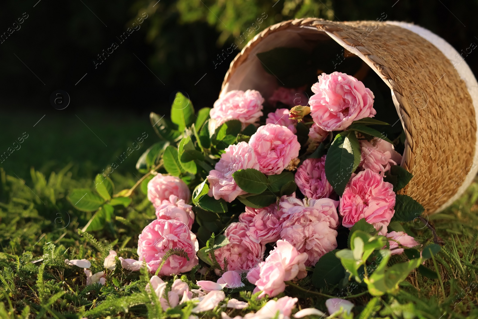 Photo of Overturned wicker basket with beautiful tea roses on green grass in garden