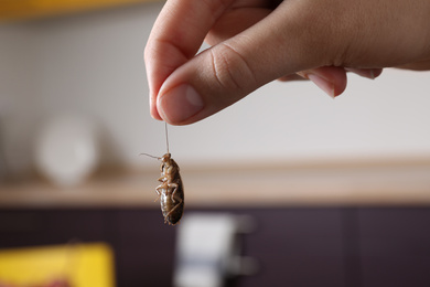 Photo of Woman holding cockroach in kitchen, closeup. Pest control