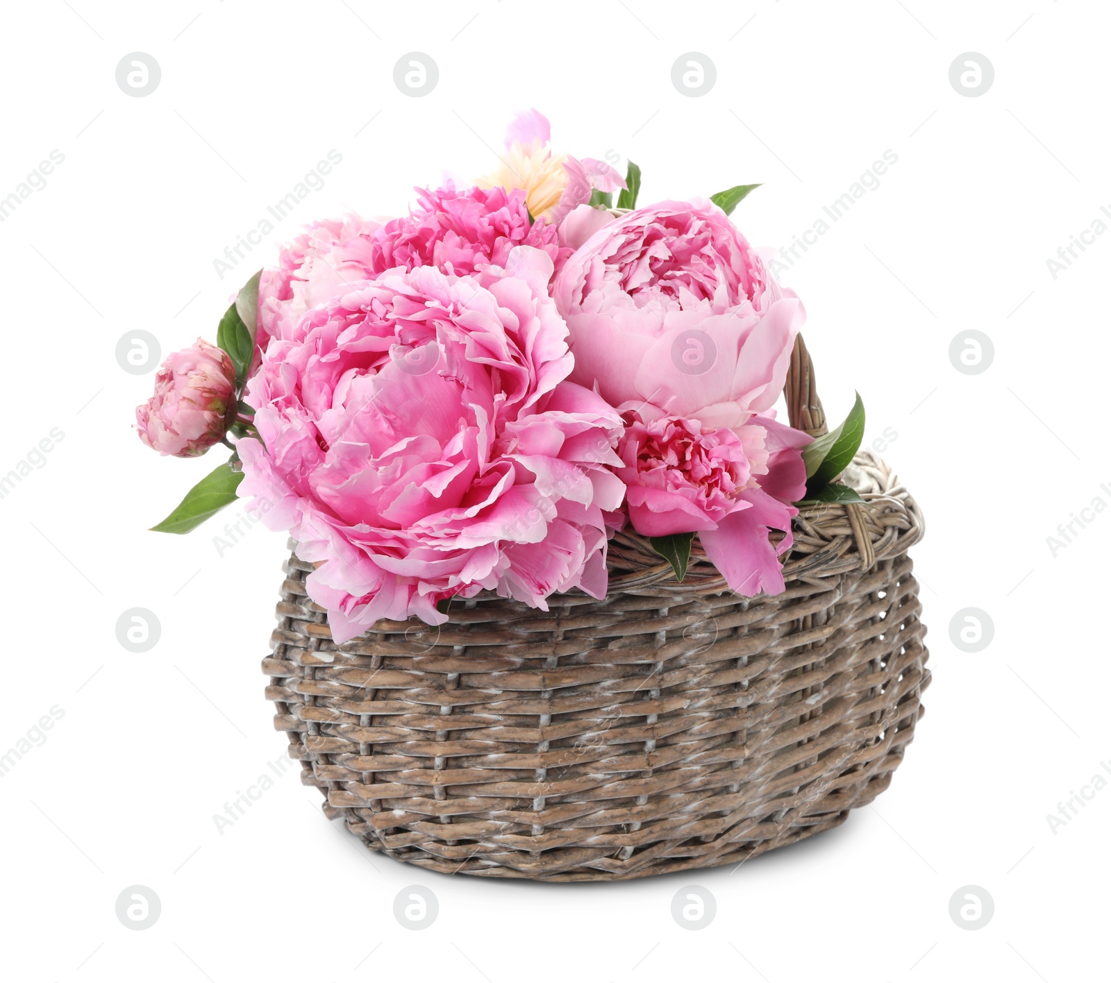 Photo of Beautiful peonies in wicker basket isolated on white