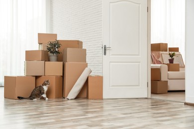 Photo of Cardboard boxes and cat in room on moving day