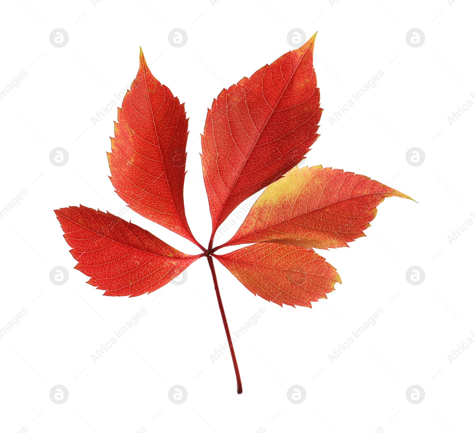 Photo of Beautiful autumn leaf on white background. Fall foliage