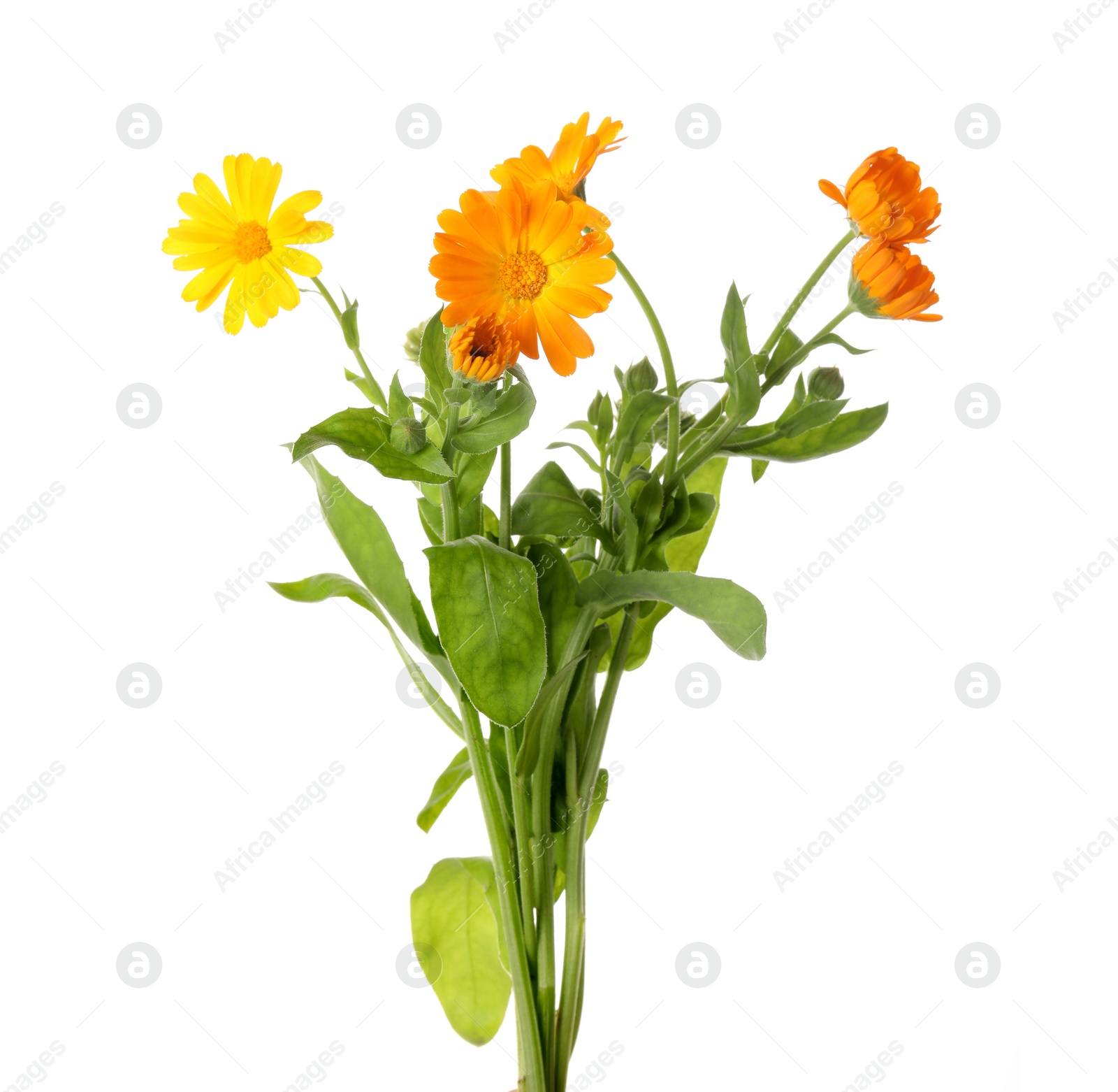 Photo of Fresh blooming calendula plants on white background