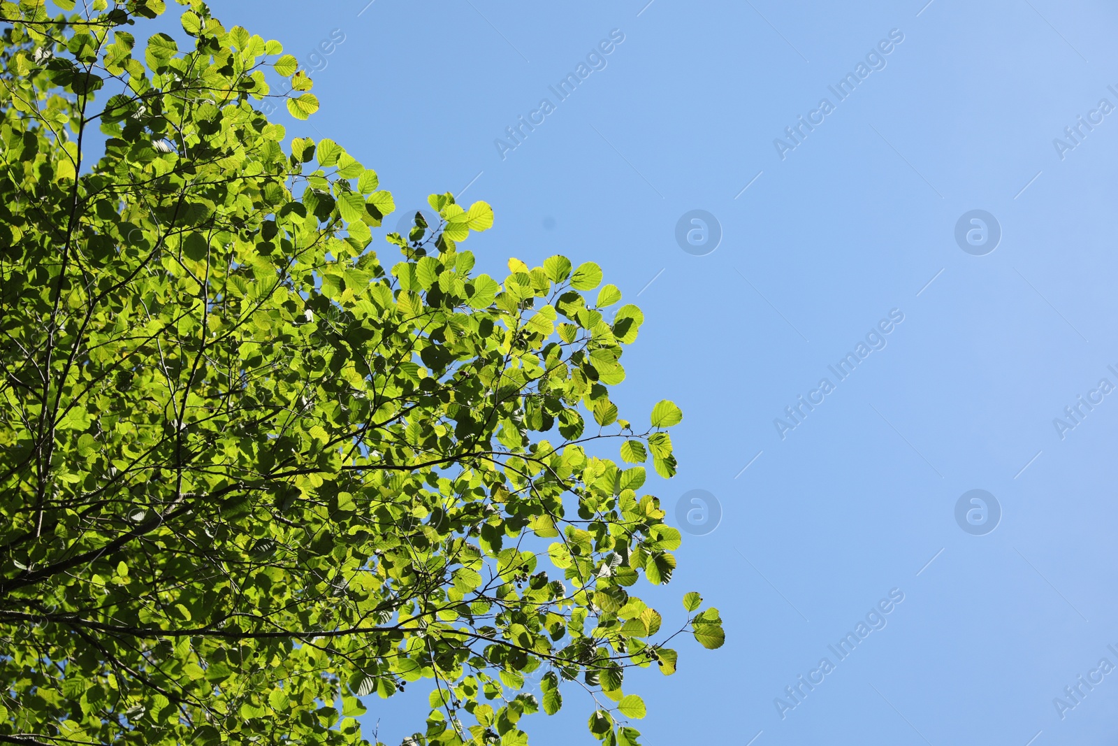 Photo of Beautiful tree with bright leaves against sky on sunny day, bottom view. Space for text