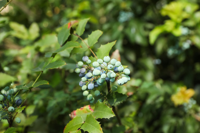 Beautiful oregon grape outdoors on sunny day, closeup