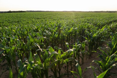 Beautiful agricultural field with green corn plants on sunny day