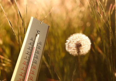 Weather thermometer and dandelion blowball in spring meadow, space for text