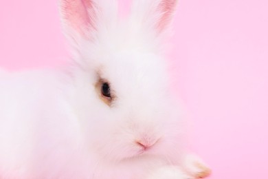 Photo of Fluffy white rabbit on pink background, closeup. Cute pet