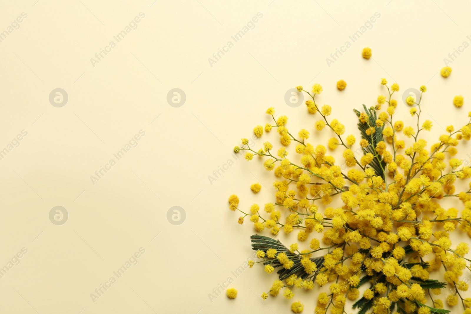 Photo of Beautiful floral composition with mimosa flowers on beige background, flat lay. Space for text