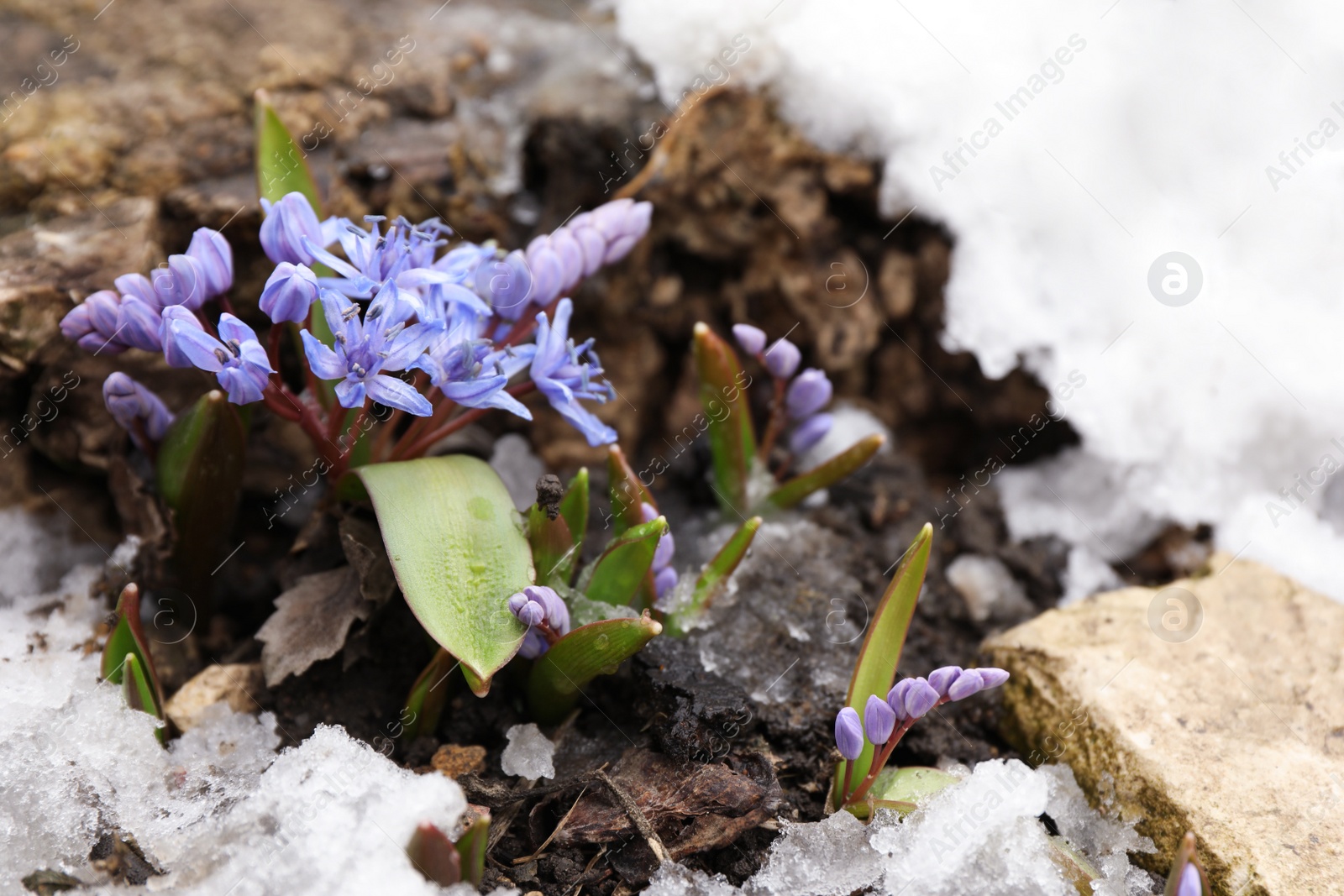 Photo of Beautiful lilac alpine squill flowers growing outdoors, space for text