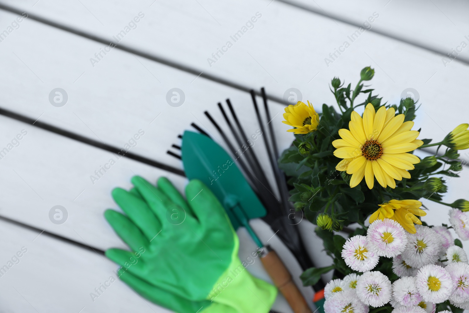 Photo of Beautiful blooming flowers, gloves and gardening tools on white wooden table, flat lay. Space for text