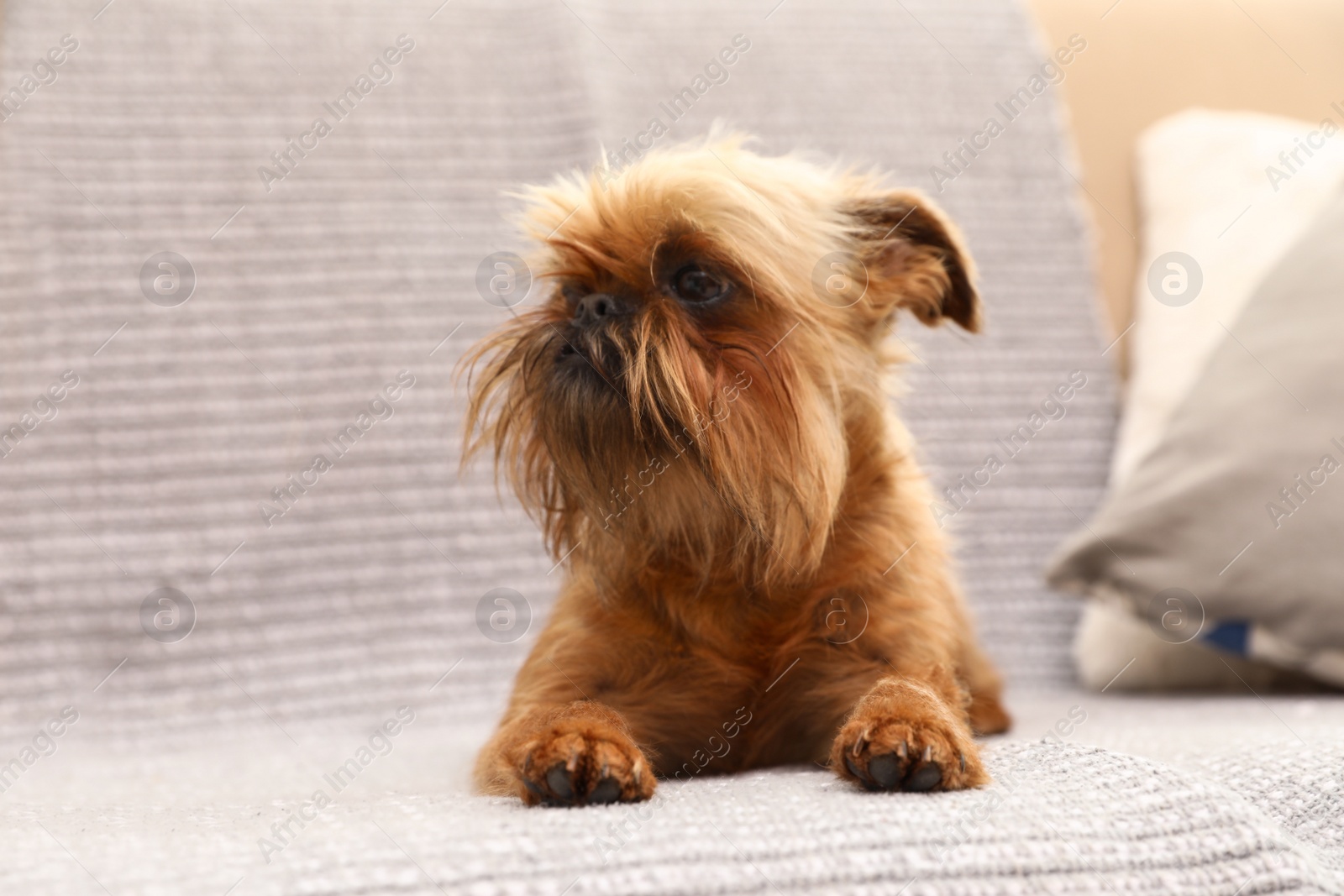 Photo of Studio portrait of funny Brussels Griffon dog lying on sofa