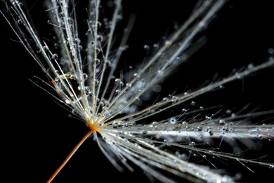 Seeds of dandelion flower with water drops on black background, macro photo