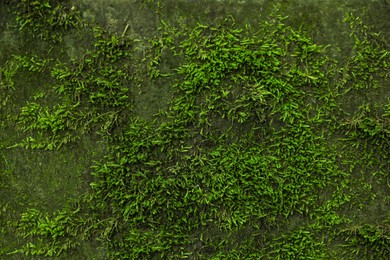 Stone wall overgrown with green moss, closeup