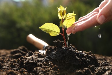 Photo of Woman pouring seedling in fresh soil outdoors, closeup. Planting tree
