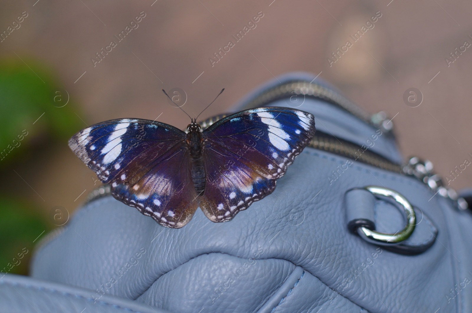 Photo of Beautiful blue moon butterfly on bag outdoors, closeup