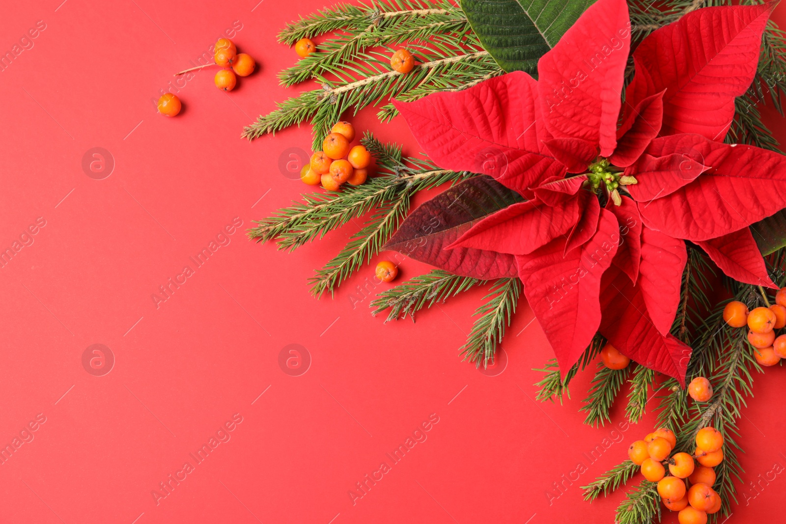 Photo of Flat lay composition with poinsettia (traditional Christmas flower), rowan berries and fir branches on red background. Space for text