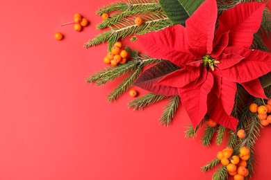 Flat lay composition with poinsettia (traditional Christmas flower), rowan berries and fir branches on red background. Space for text