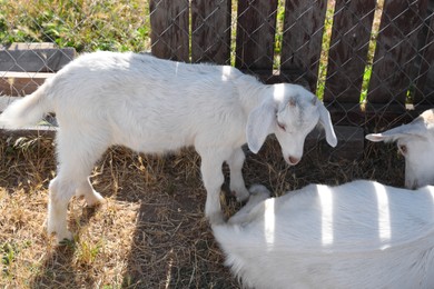 Photo of Cute domestic goats on farm. Animal husbandry