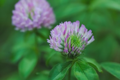 Photo of Beautiful violet clover flower on blurred background, closeup