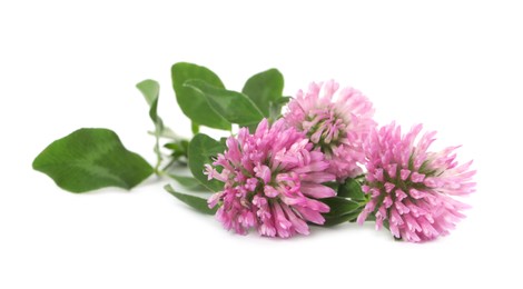Photo of Beautiful blooming clover flowers on white background