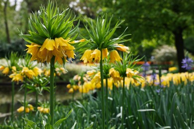 Beautiful yellow crown imperial flowers growing park. Spring season