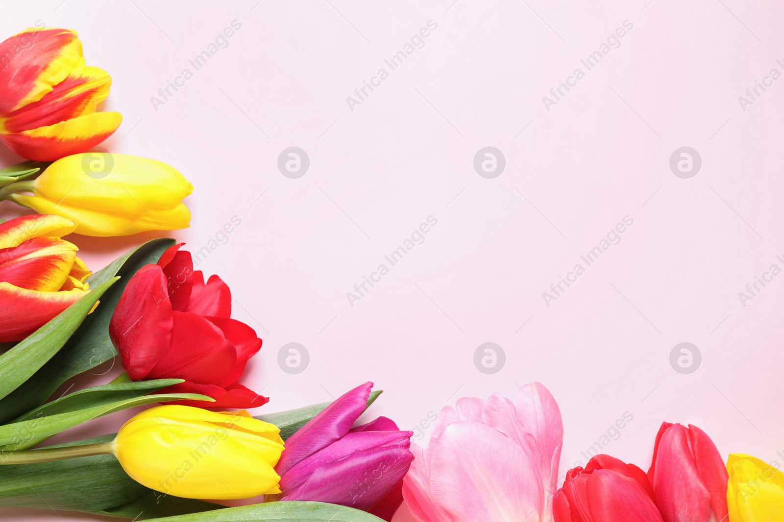 Photo of Beautiful spring tulips on pink background, flat lay. Space for text