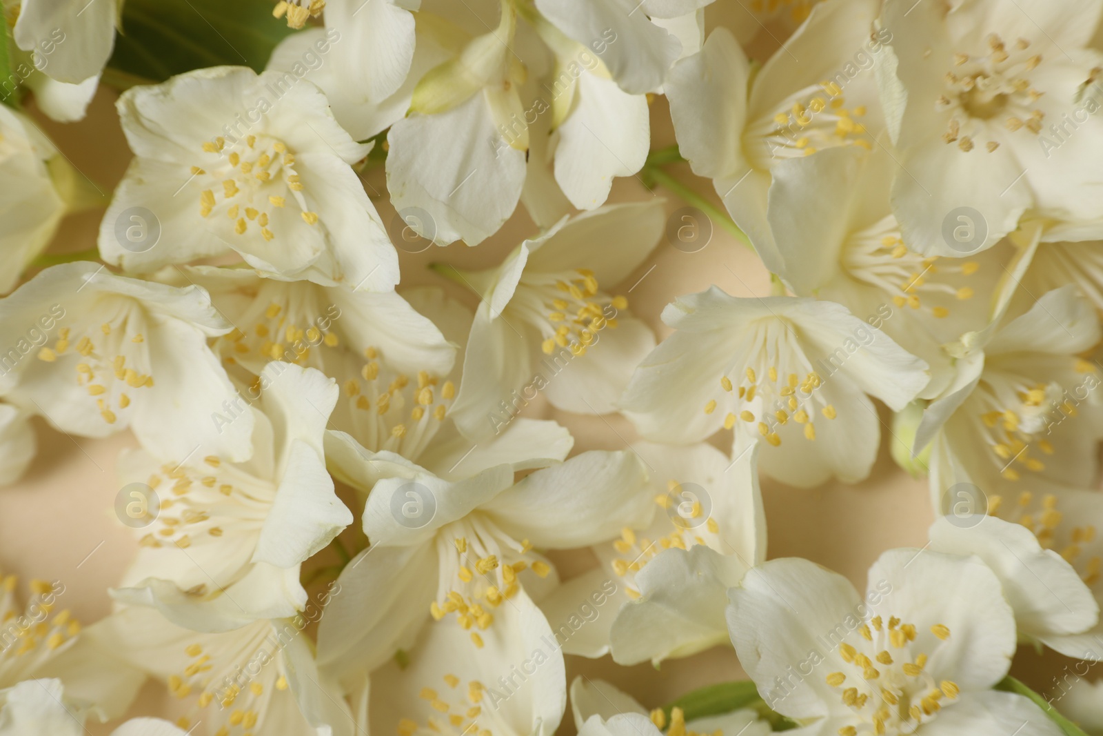 Photo of Many aromatic jasmine flowers on beige background, flat lay