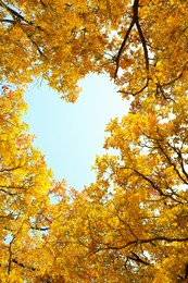 Image of Sky visible through heart shaped gap formed of autumn trees crowns, bottom view