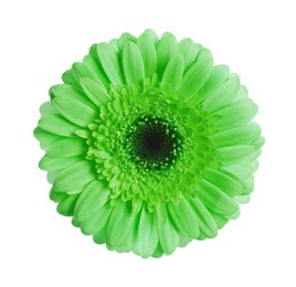 Image of Beautiful green gerbera flower on white background