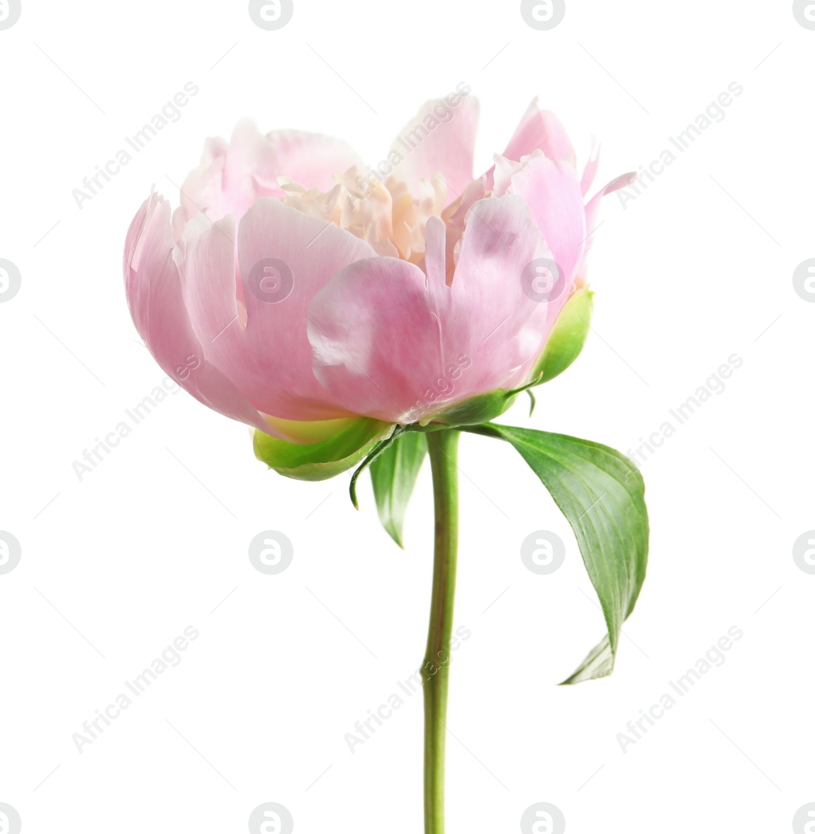 Photo of Beautiful fragrant peony flower on white  background