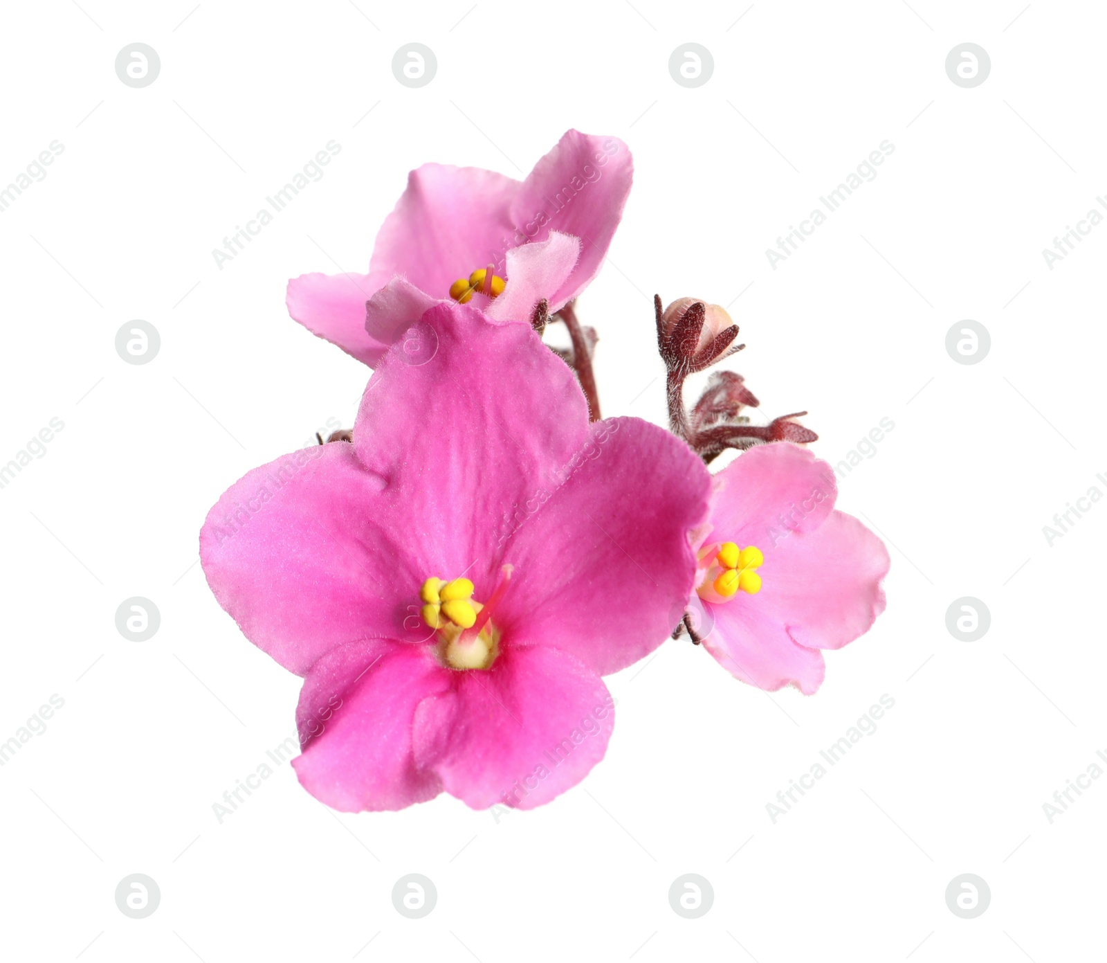 Photo of Pink violet flowers isolated on white. Delicate house plant